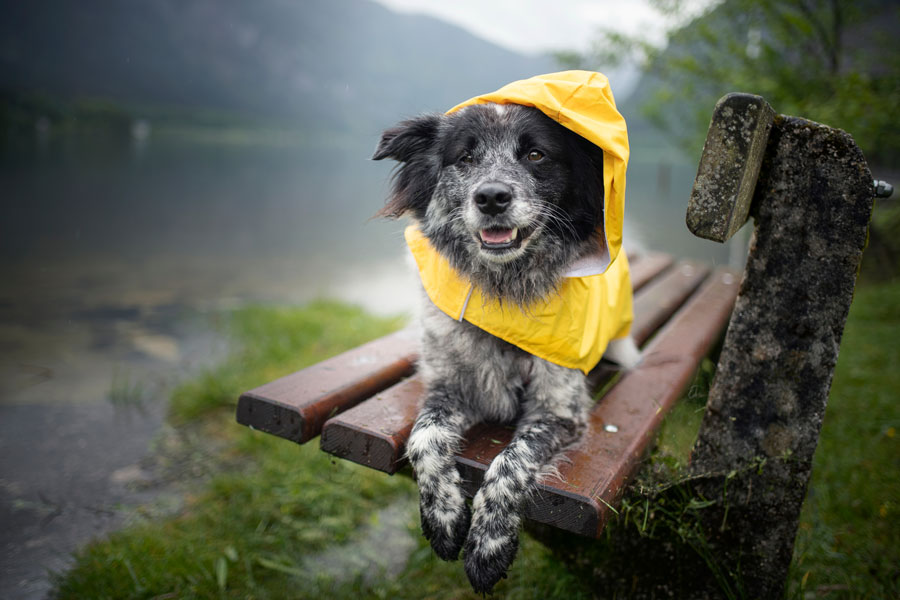 perro gris con chalequito amarillo y capucha acostado y prono en un banco marrón durante la lluvia