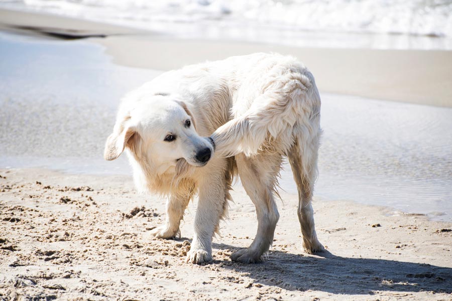 perro blanco en la orilla del mar mordiéndose la cola