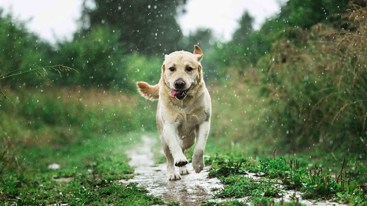 labrador bianco che corre per un sentiero bagnato dalla pioggia tra due campi verdi