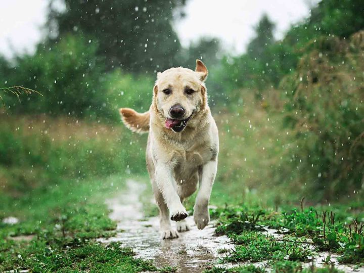 Cani e pioggia: non serve rinunciare alla passeggiata!