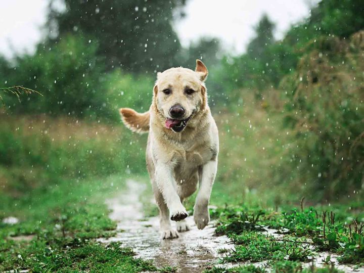 Perros y lluvia: ¡no hay necesidad de renunciar al paseo!