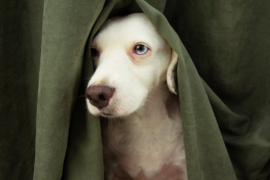 Labrador bianco e con gli occhi azzurri nascosto sotto ad una coperta verde