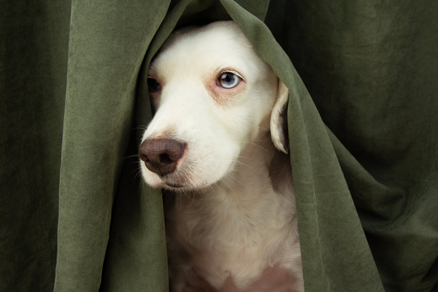 Labrador blanco y con ojos azules escondido debajo de una cobija verde