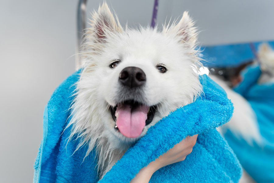 perro blanco con la lengua afuera envuelto en una toalla azúl y sujetado en manos de una persona