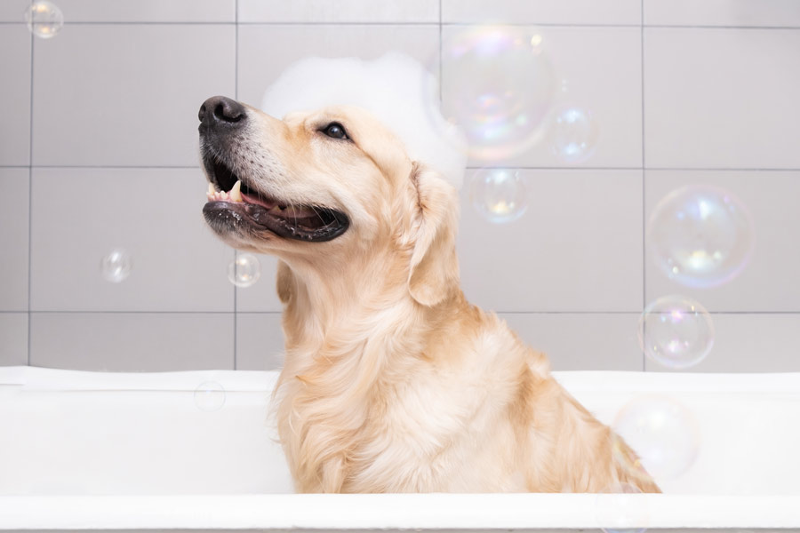 Labrador bianco dentro una vasca da bagno con della schiuma sul muso