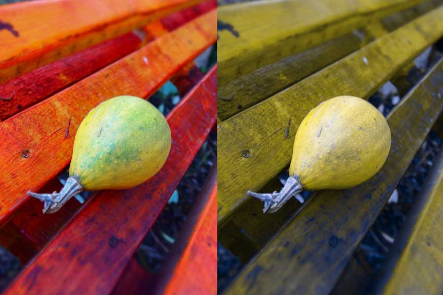 Dos imágenes en comparación de un banco con una fruta encima. A la izquierda, come ve un humano, el banco es rojo/marrón y la fruta amarilla/verde. A la derecha la vista del perro, el banco es de color amarillo oscuro mientras que la fruta es de un amarillo más brillante.