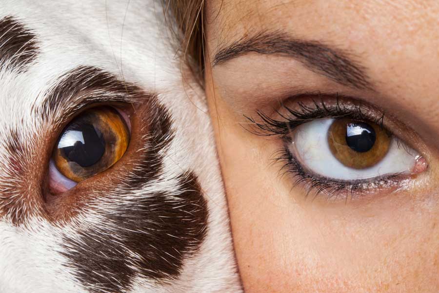 muso di un cane con l’occhio marrone affiancato alla faccia di una persona con l’occhio marrone