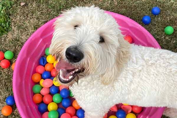 Cane in una piscina di palline di plastica colorate.