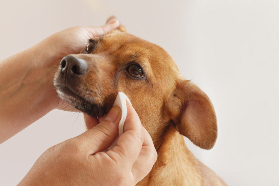 Mano de una persona que limpia el contorno ojos de un pequeño perro marrón con discos desmaquillantes.