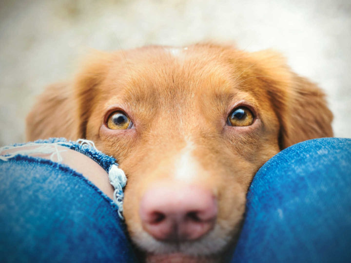 ¿Cómo ve el perro? Todo lo que necesitas saber