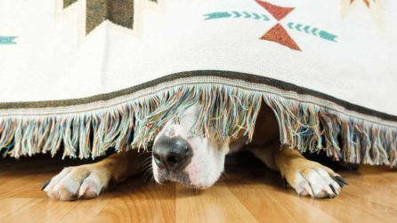 Cane marrone nascosto sotto un coperta chiara da cui sbucano una parte del muso e le zampette