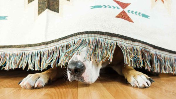 Cane marrone nascosto sotto un coperta chiara da cui sbucano una parte del muso e le zampette