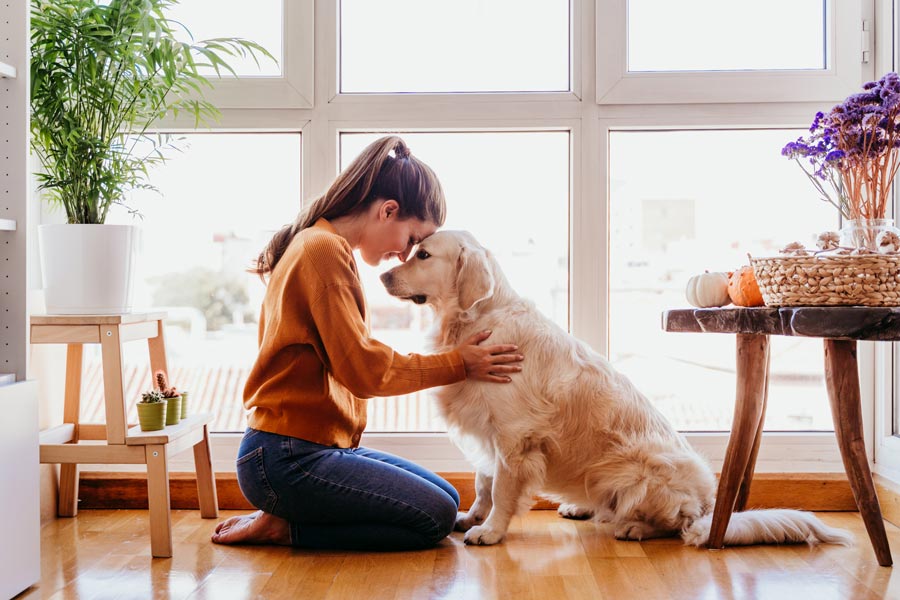 Labrador bianco e donna inginocchiata, uno di fronte all'altro