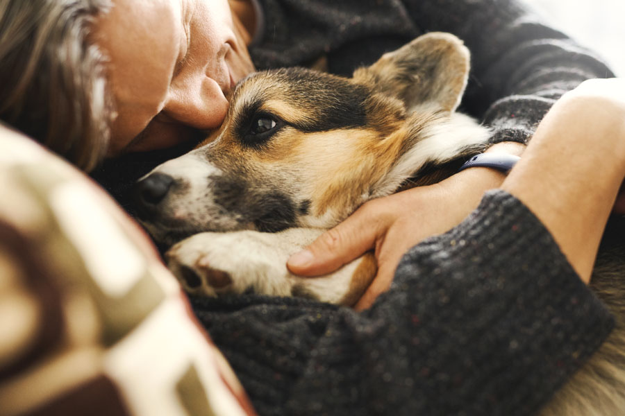 cachorro de pastor alemán que se deja abrazar por su dueño