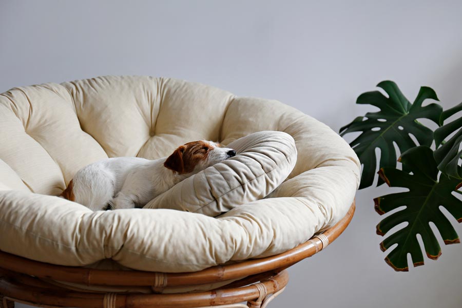 cane di piccola taglia bianco e marrone disteso sopra ad un cuscino su una poltrona color panna
