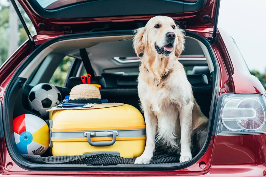 bagagliaio aperto di una monovolume rossa all’interno della quale di vedono un Labrador bianco, delle valigie e dei palloni per giocare