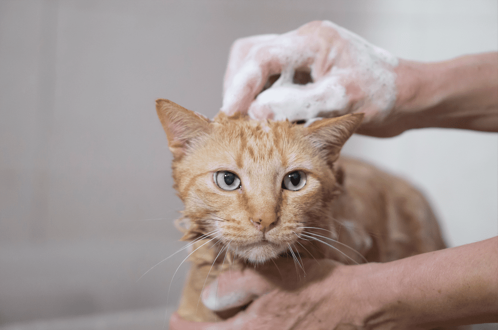 Gatto rosso bagnato durante il bagnetto. Due mani umane insaponate lo stanno accarezzando sul dorso per pulirlo.