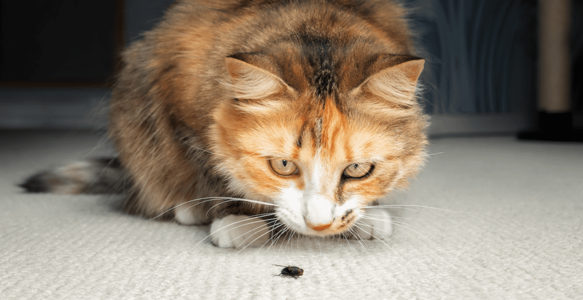 Gatto seduto osserva con interesse un insetto sul pavimento