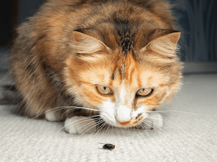 The best anti-parasitic for your cat: here’s how to choose it