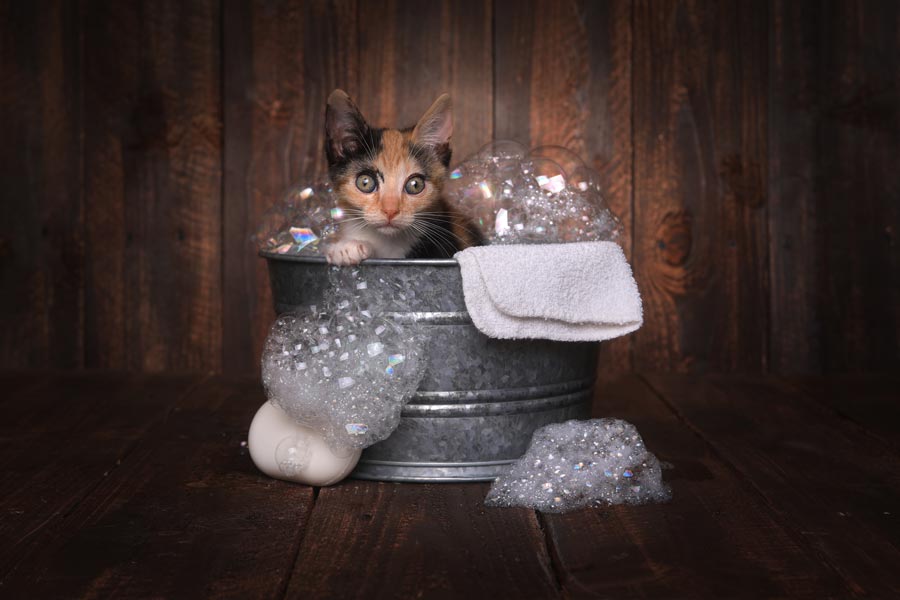 cucciolo di gatto calico bianco arancione e nero che fa il bagnetto in una piccola bacinella di metallo. Dalla bacinella si intravedono un asciugamano e delle bolle di sapone che escono.