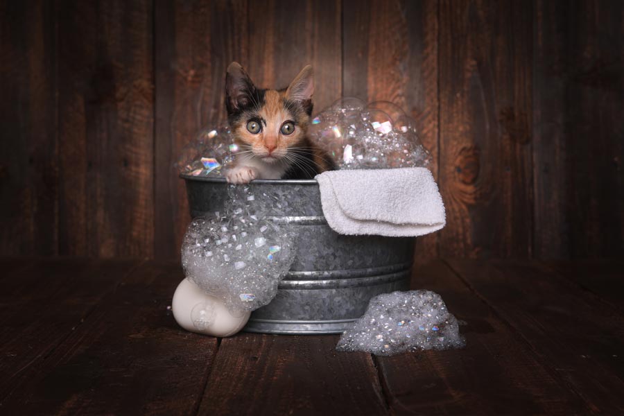 Orange, black and white calico cat puppy bathing in a small metal basin. From the basin you can see a towel and some soap bubbles coming out.