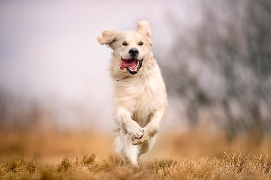 Dog running in the middle of a meadow.