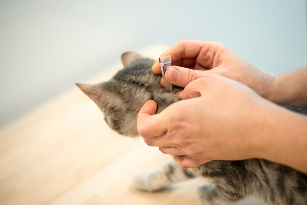 Mani di uomo applicano un farmaco a gocce sulla schiena di un gatto
