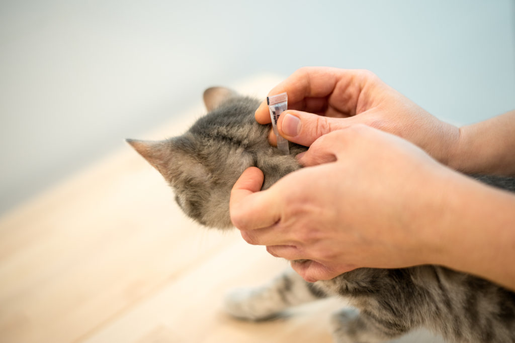 Manos de un hombre aplicando un medicamento en gotas en la espalda de un gato.