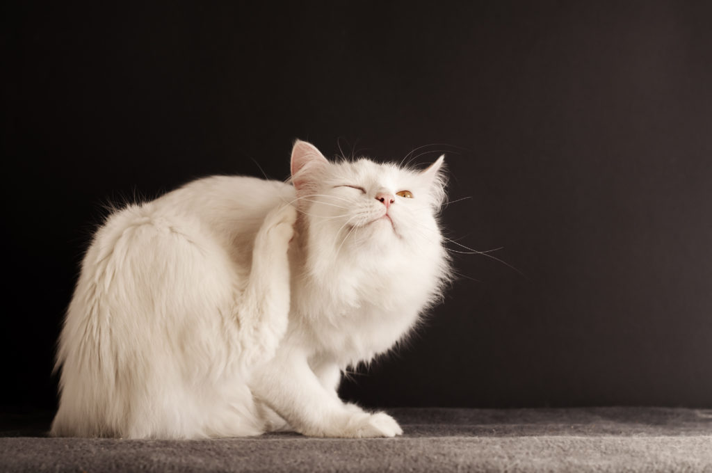 Gatto bianco a pelo lungo che si gratta l'orecchio destro con la zampa posteriore.