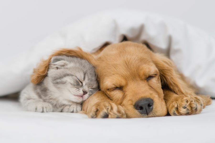 Un cucciolo di cane e un cucciolo di gatto dormono uno a fianco all'altro. L'orecchio del cane copre la testa del gattino.