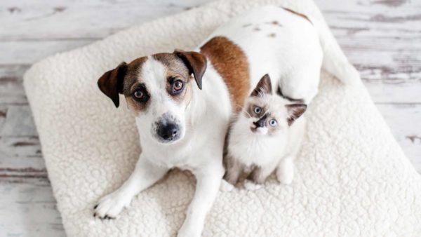 Cane bianco con le orecchie ed una macchia sulla schiena marroni e gatto bianco con le orecchie grigie che guardano verso l'alto distesi su una copertina bianca di pelo