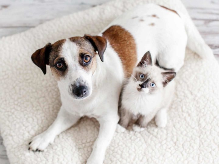 Dog and Cat friendship: a guide for living together harmoniously