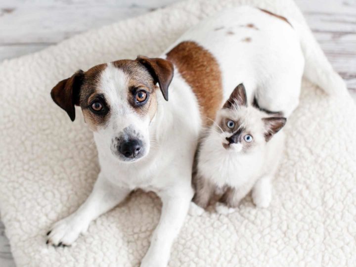 Amistad entre perro y gato: guía para una convivencia apacible