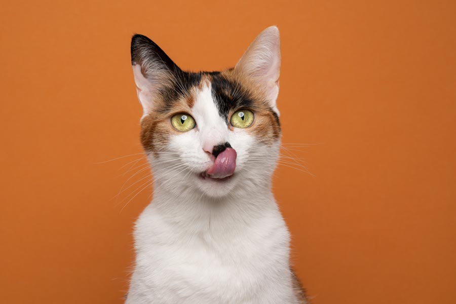 Gato calicó sobre fondo naranja de medio cuerpo lamiéndose la nariz con la lengua. Text: El pelaje del gato calicó siempre tiene manchas de color bien definidas y nunca esfumadas.