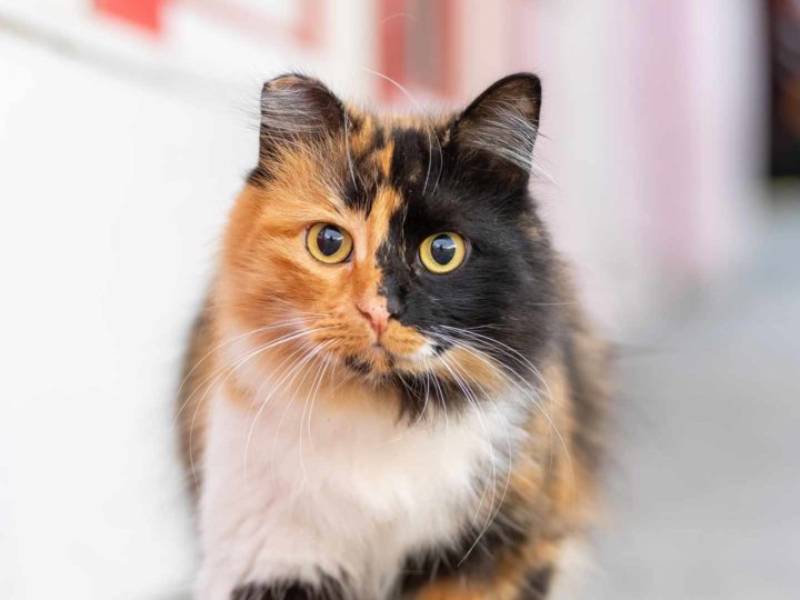 Tutte le curiosità da sapere sul gatto calico