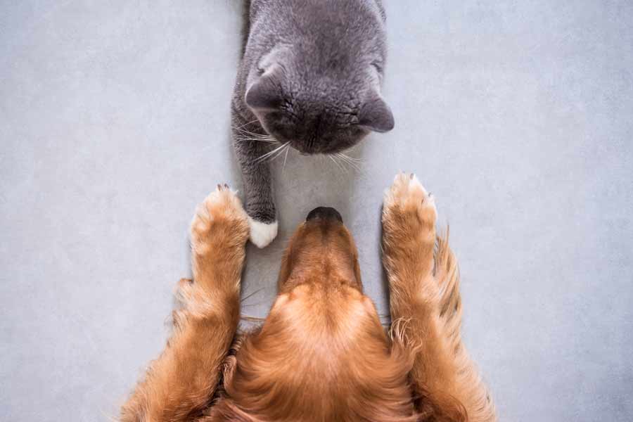 Dog and cat shot from above are positioned facing each other. The dog's left paw touches the cat's right paw.