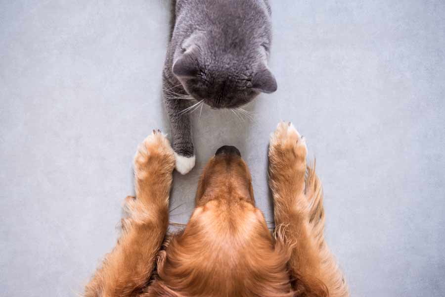 El perro y el gato, grabados desde arriba, están uno frente al otro. La pata izquierda del perro toca la pata derecha del gato.