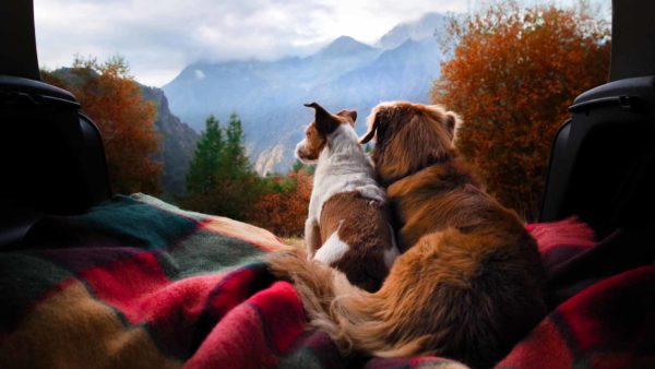 Jack Russell Terrier bianco e marrone e Golden Retriever color noce sdraiati sopra ad una coperta rossa mentre ammirano, dal bagagliaio di un’auto, il panorama dei monti autunnali.