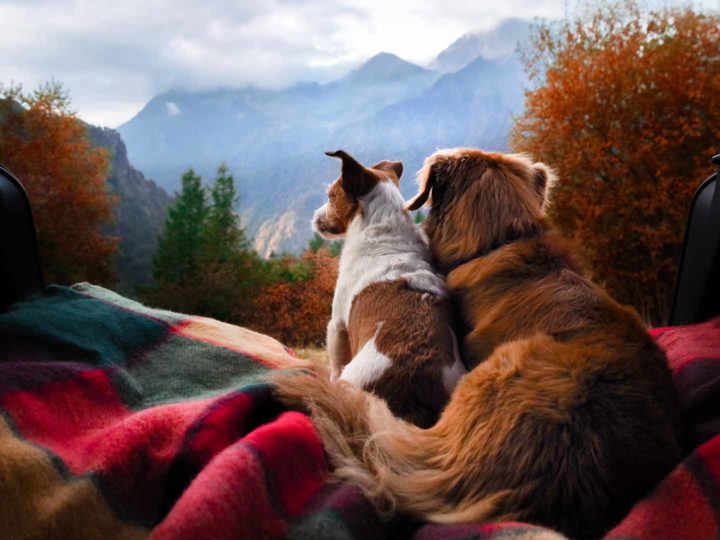 Travelling with your dog: tips for easy holidays