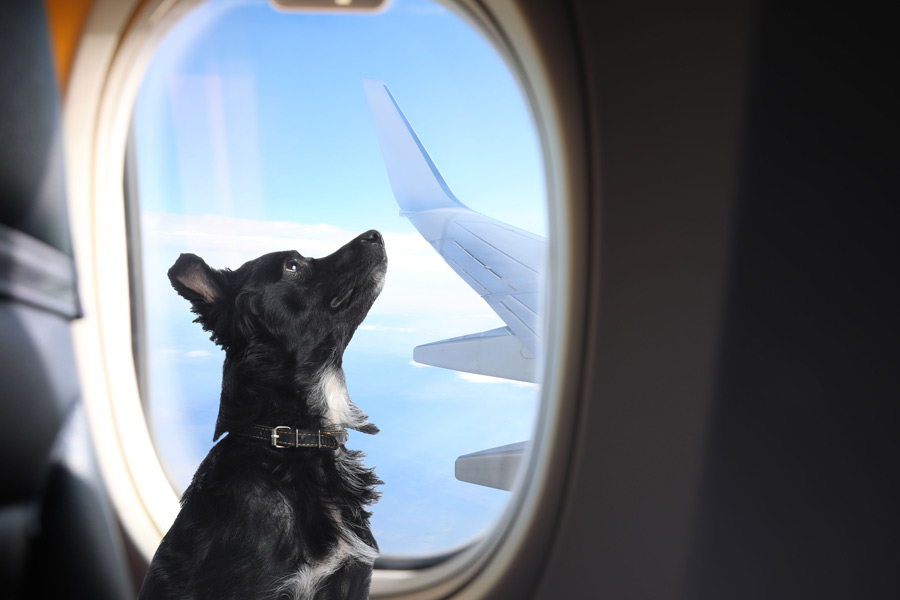 pequeño perro negro sentado en el avión cerca de la ventana mirando con curiosidad al cielo.