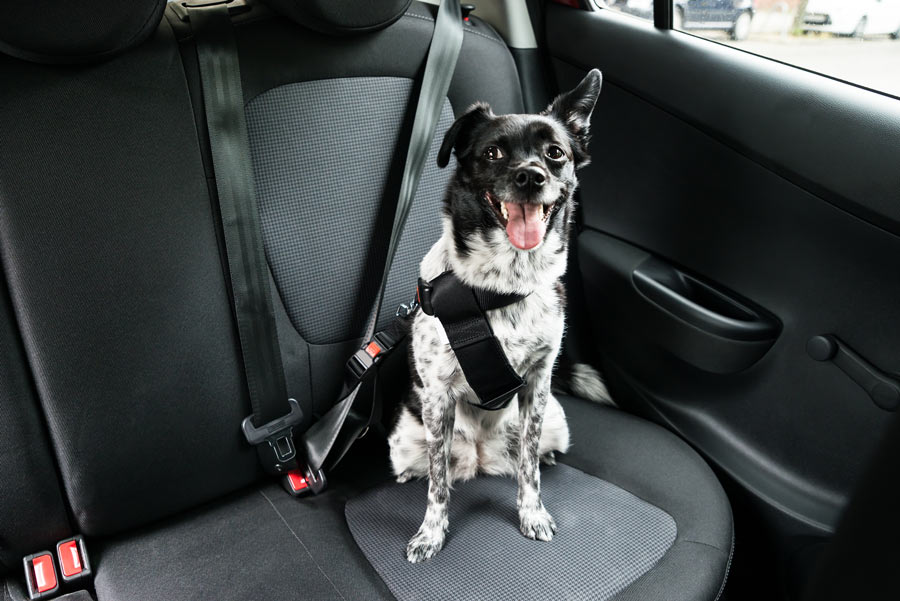 pequeño perro blanco y negro atado con un cinturón de seguridad para perros en el asiento trasero del coche.