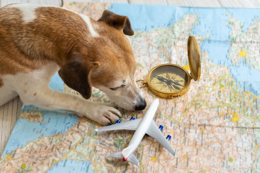 Cane di piccola taglia seduto sopra una cartina geografica vicino ad un modellino di aereoplano ed una bussola