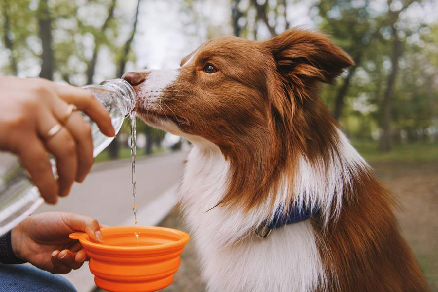 Brown and white Border Collie dog drinking from a collapsible travel bowl for dogs