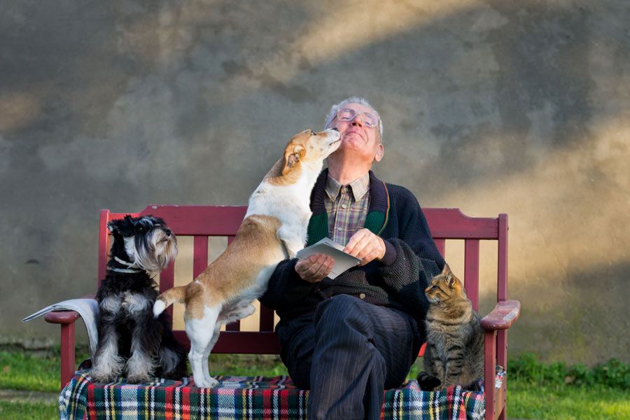 Elderly man is sitting on a bench together with two dogs and a cat. One of the two dogs is licking his face.