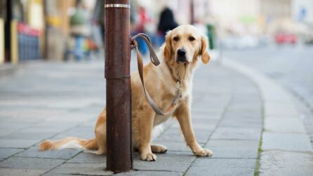 Cane Labrador legato con un guinzaglio ad un palo su un marciapiede. Il cane è lasciato da solo.