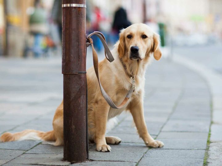 Abandono de perros: una acción inaceptable