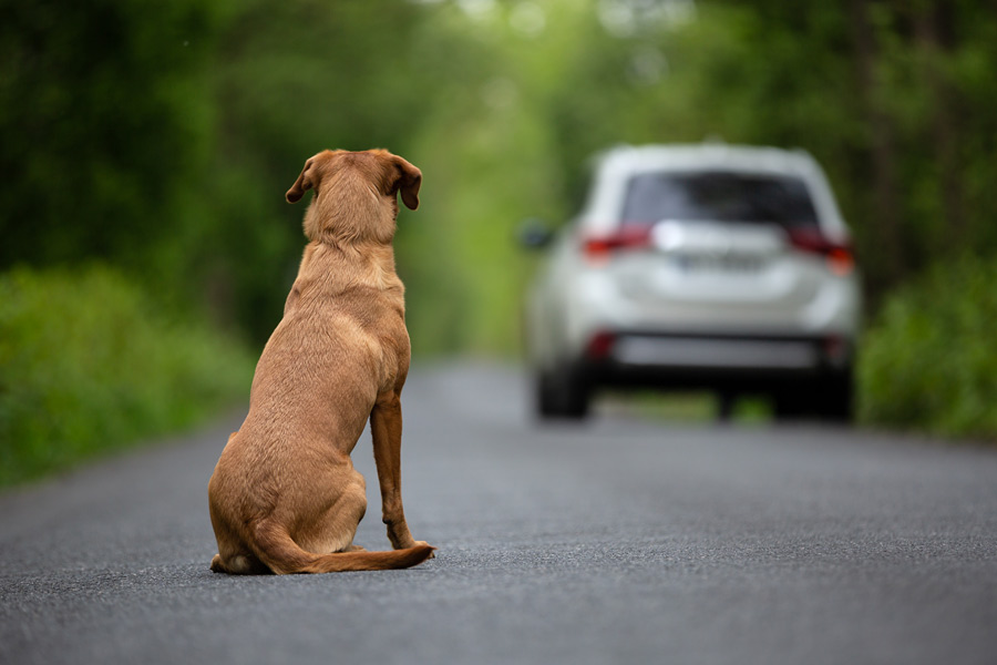 Cane seduto da solo su una strada. Sullo sfondo si vede un'automobile in allontanamento.
