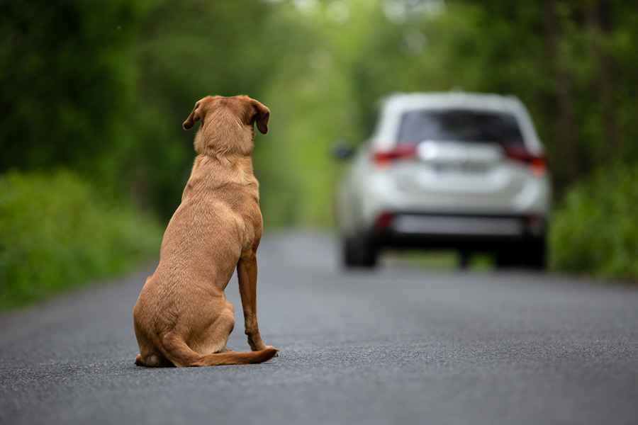 Dog sitting alone on a road. In the background you can see a car moving away.