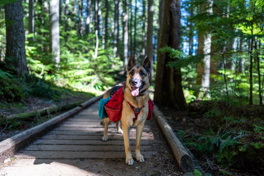 A German Shepherd dog is standing on a wooden walkway in the middle of a forest. The dog wears a small red and blue dog backpack on his back.