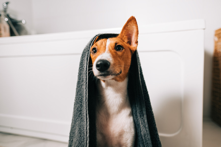 A medium-sized dog is sitting with a dark gray towel covering his back and part of his head, leaving his right ear uncovered.